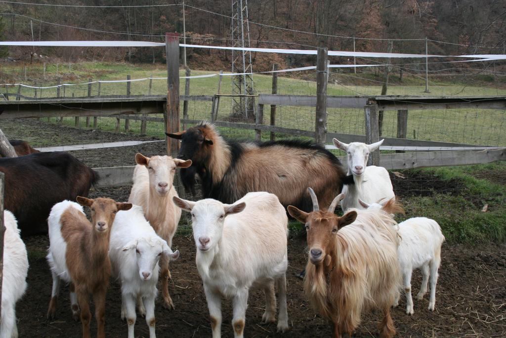 Agriturismo Cascina Del Vai ไคโร มอนเตนอตเต ภายนอก รูปภาพ
