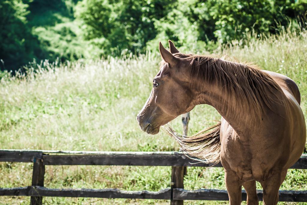 Agriturismo Cascina Del Vai ไคโร มอนเตนอตเต ภายนอก รูปภาพ