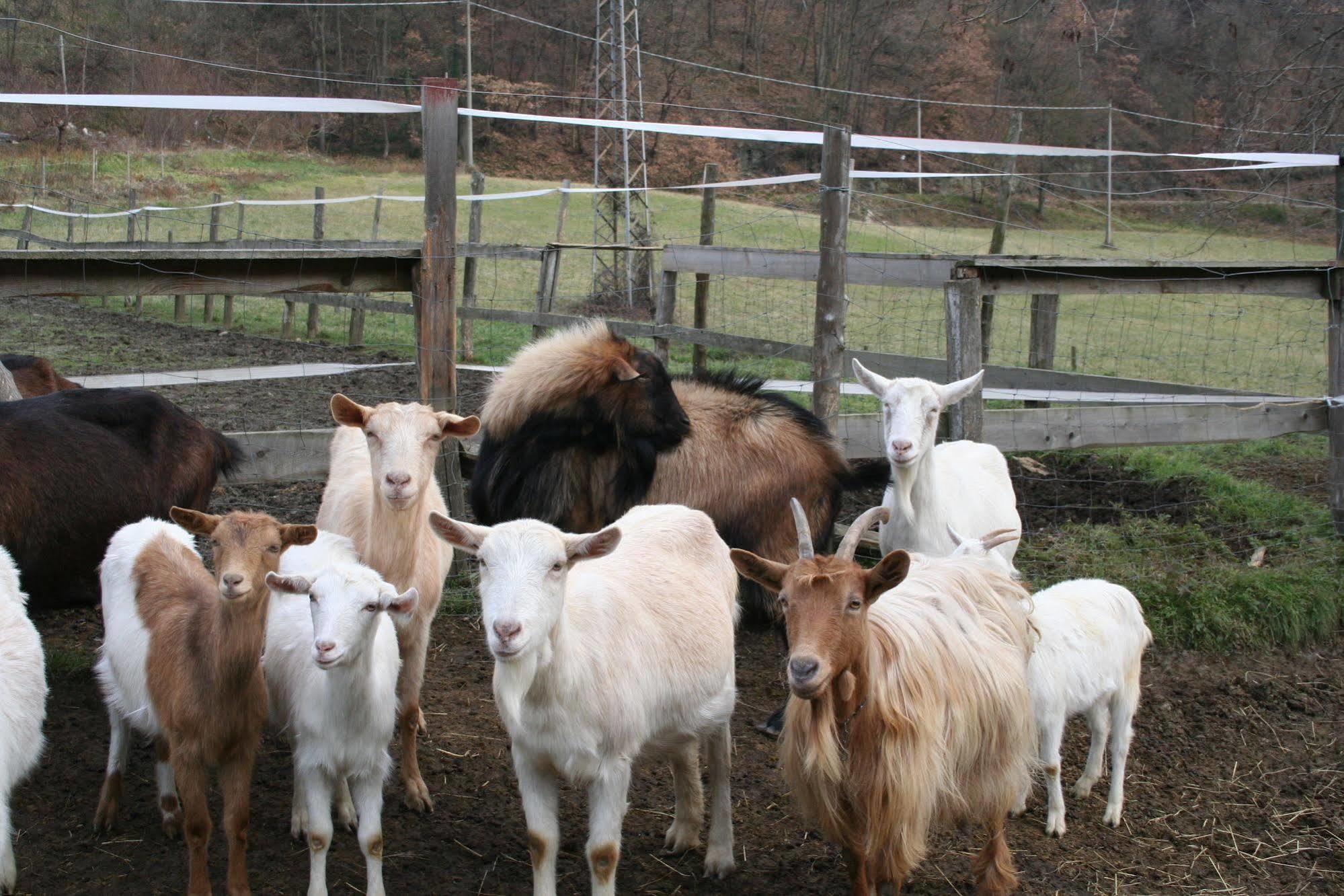 Agriturismo Cascina Del Vai ไคโร มอนเตนอตเต ภายนอก รูปภาพ